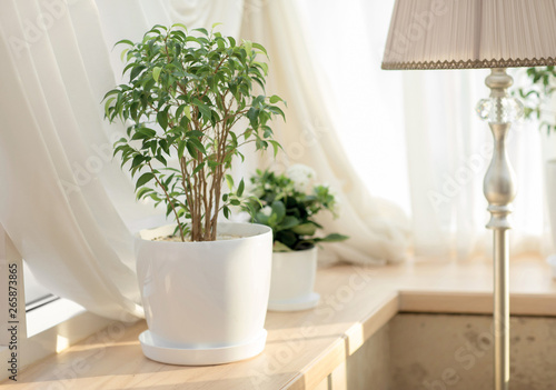 part of the interior of the house, a window sill with a flower and a lamp, details of the interior of the house, cafe, restaurant