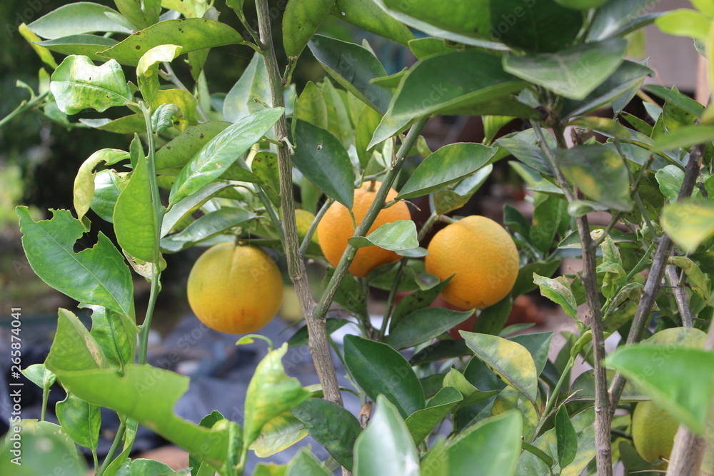 Naranjas esperando transformarse en jugo Naranjas esperando transformarse en jugo