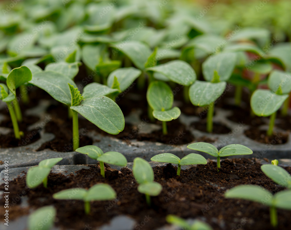cucumber seedlings on a black soil cucumber seedlings on a black soil