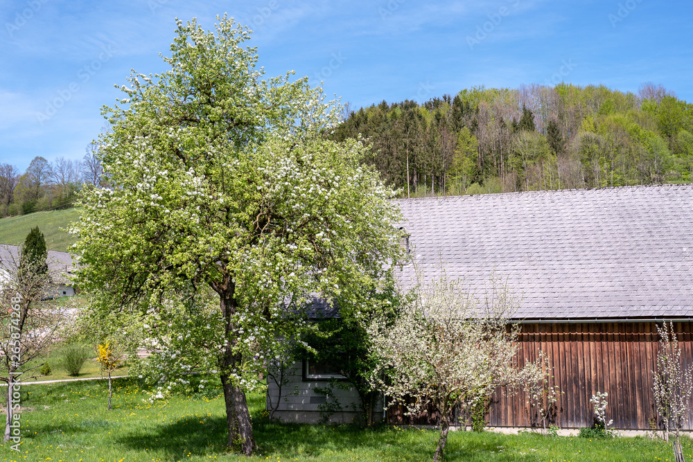 Frühlingsromantik im Salzburger Land in Österreich Frühlingsromantik im Salzburger Land in Österreich
