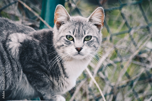  Beautiful portrait of a cat in the street. Free site for text © Iskan
