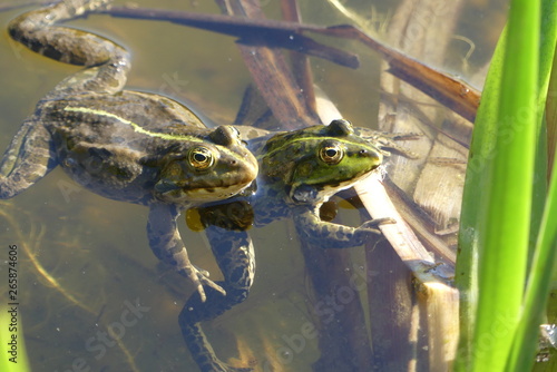 Wasserfrösche photo