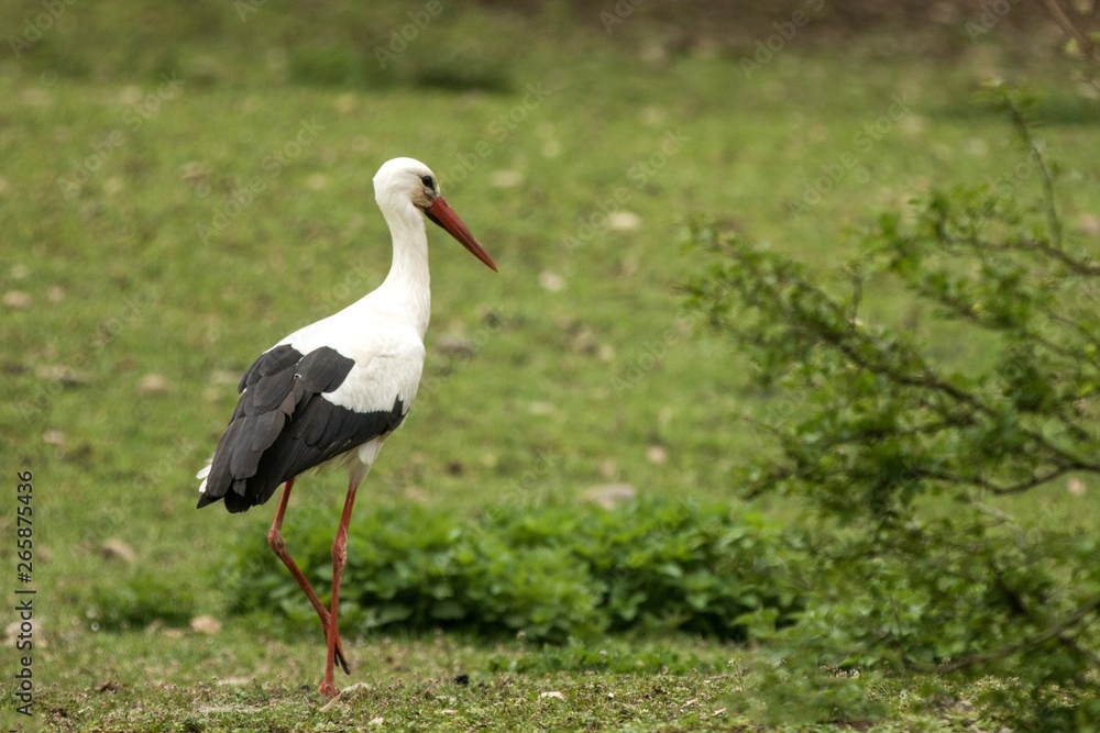 Fototapeta premium White stork on the meadow searching for the food, green vegetation in background, scene from wildlife, Germany, common bird in its environment, elegant black and white bird, close up