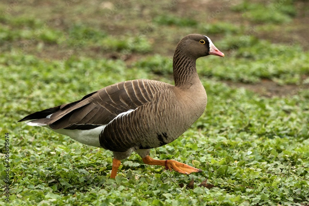 The greylag goose (Anser anser) on the lake shore, green vegetation in background, scene from wildlife, Germany, common bird in its environment The greylag goose (Anser anser) on the lake shore, green vegetation in background, scene from wildlife, Germany, common bird in its environment