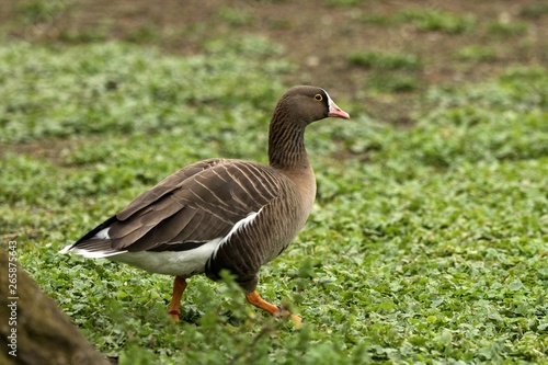 The greylag goose (Anser anser) on the lake shore, green vegetation in background, scene from wildlife, Germany, common bird in its environment