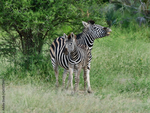 zebra with its foal Kruger national park South Africa