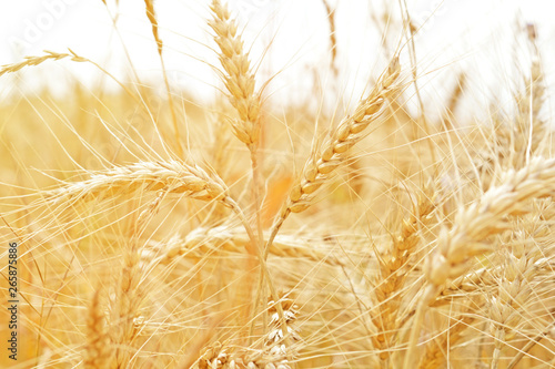 Yellow ears of wheat in  closeup field