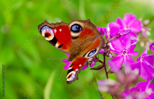 Admiral butterfly close-up Phlox