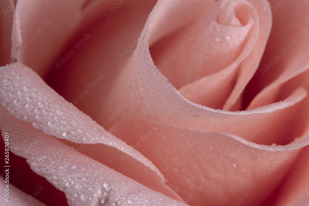 Delicate pink rose macro photography with some raindrops