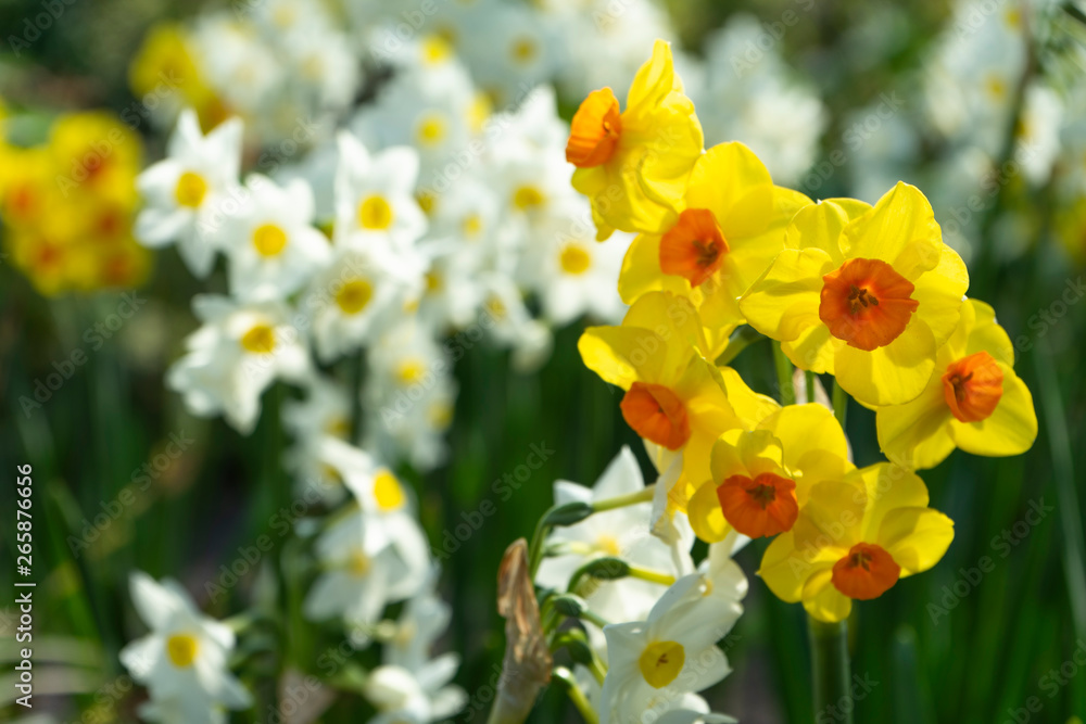 Amazing white and yellow narcissuses in spring park. Field of spring flowers Amazing white and yellow narcissuses in spring park. Field of spring flowers