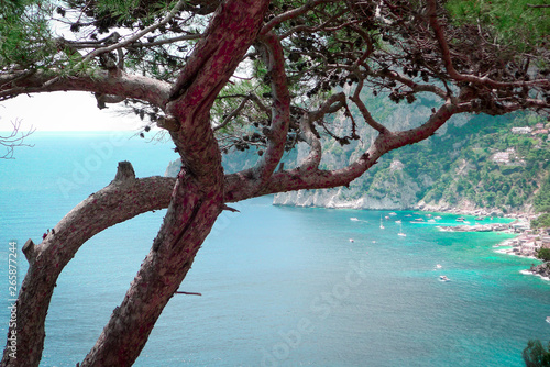 Fototapeta Naklejka Na Ścianę i Meble -  Vista mare tra i rami di un albero