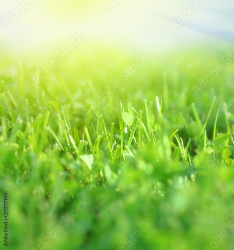  Fresh Spring Green Grass natural shot Background