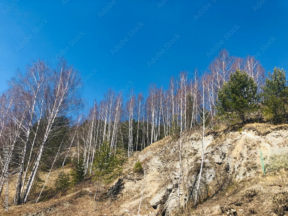 dead tree in the mountains dead tree in the mountains