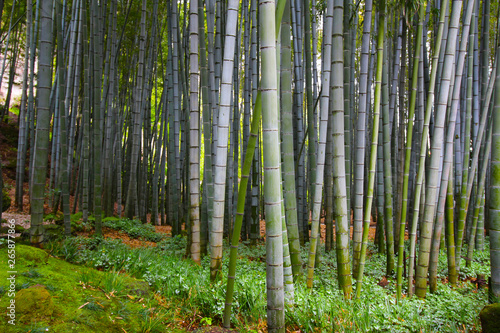 Giant dense bamboo growing in the forest in Japan