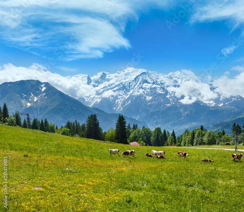 Herd cows on glade and Mont Blanc mountain massif (view from Plaine Joux outskirts)