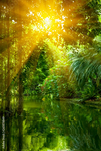 The wild nature. Beautiful landscape of tropical forest and river under shining sunlight.