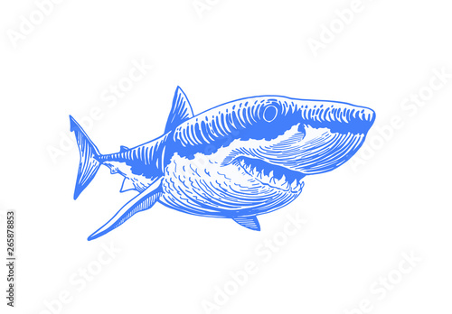 Graphical blue shark isolated on white background,vector colour illustration,tattoo