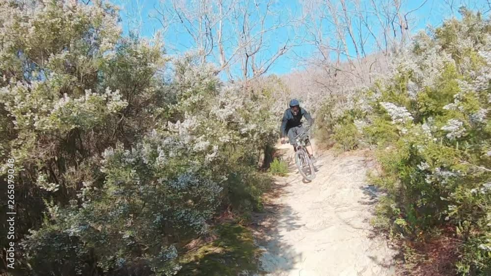A follow shot of an extreme MTB mountain biker riding bike on trails full of tight turns and blooming bushes on a sunny day. A follow shot of an extreme MTB mountain biker riding bike on trails full of tight turns and blooming bushes on a sunny day.