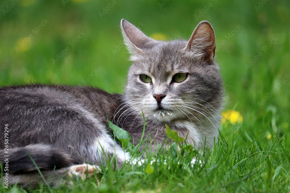 Grey cat lying in the green grass on a spring meadow with wildflowers. Traces of milk on the cat's face, beautiful portrait on nature background