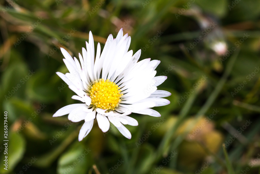 Gänseblümchen im Garten Gänseblümchen im Garten