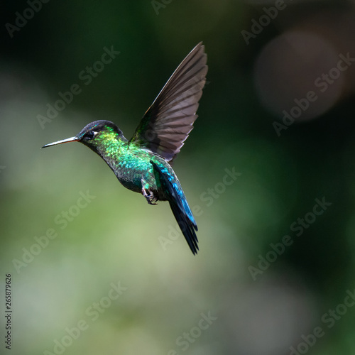 Caught in mid flight a Fiery-throated Hummingbird wings are upraised for a down stroke with it feathers shining in bright light photo