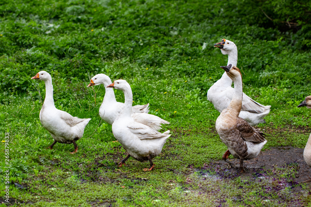 Geese in the grass. Domestic bird. Flock of geese. White geese Geese in the grass. Domestic bird. Flock of geese. White geese