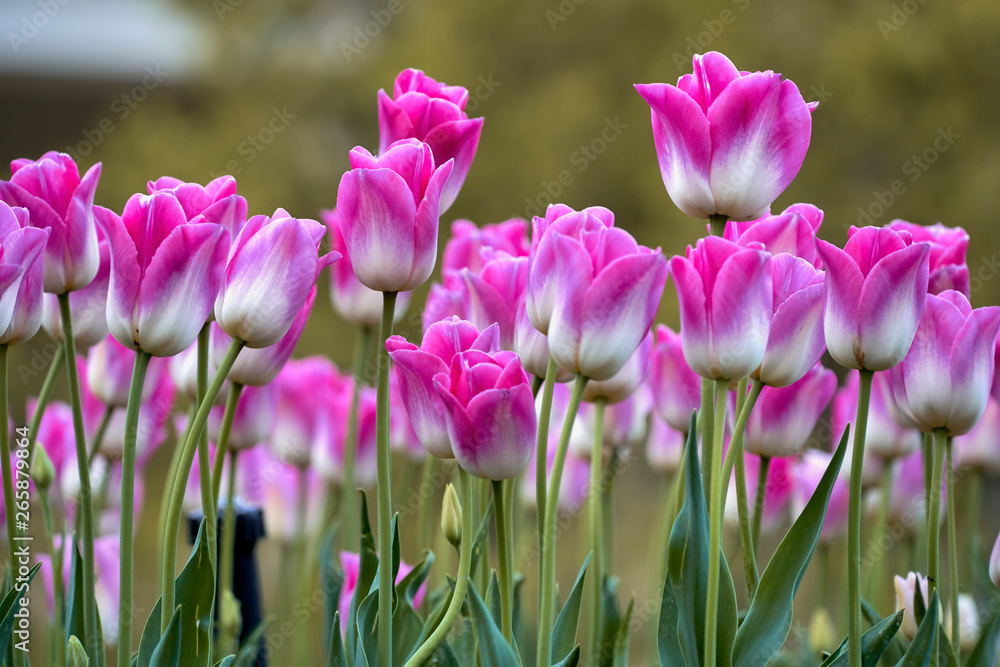 Naklejka premium Różowo-białe tulipany