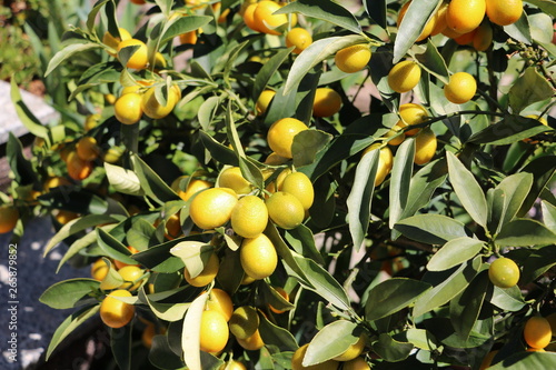Kumquat Trees with orange fruits in the garden