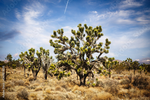 A stand of Joshua trees in Mojave National Park under a blue wispy sky in a summer landscape