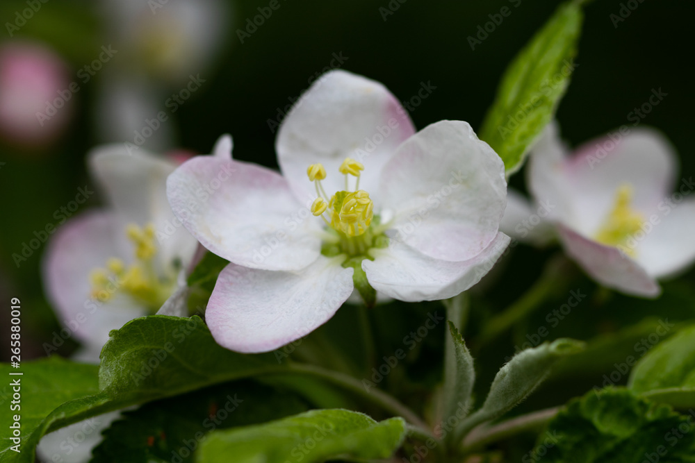 blooming apple tree branch, white flowers of apple tree