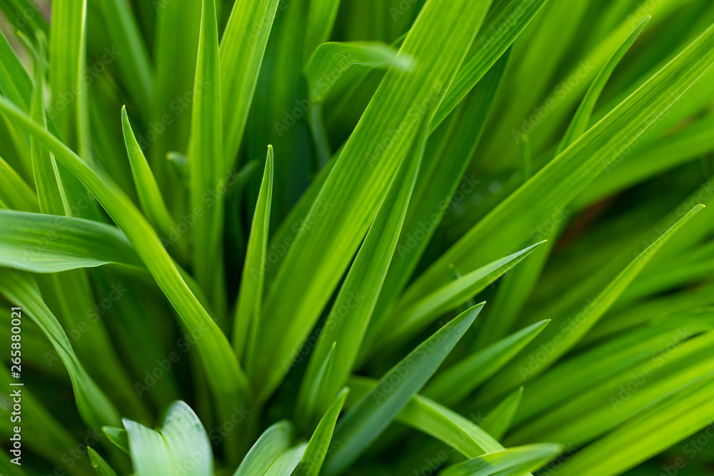 Green leaf with water drop for background texture