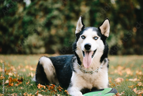 Dog breed Siberian Husky walks in autumn park