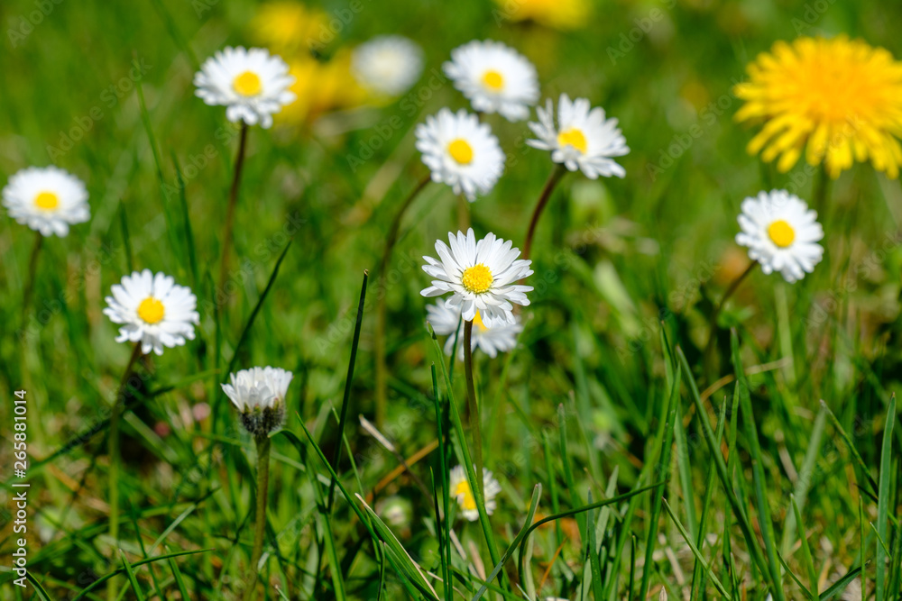 Gänseblümchen (Bellis perennis)
