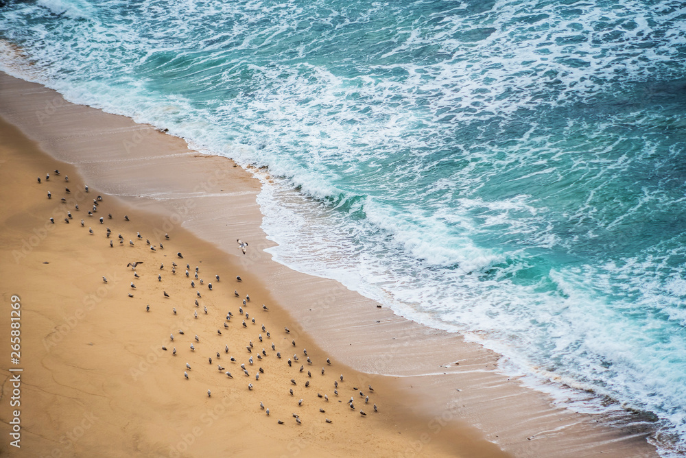 Top view of the ocean shore, seagulls sit on the edge of the water and waves