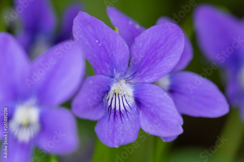 Hain-Veilchen (Viola riviniana)