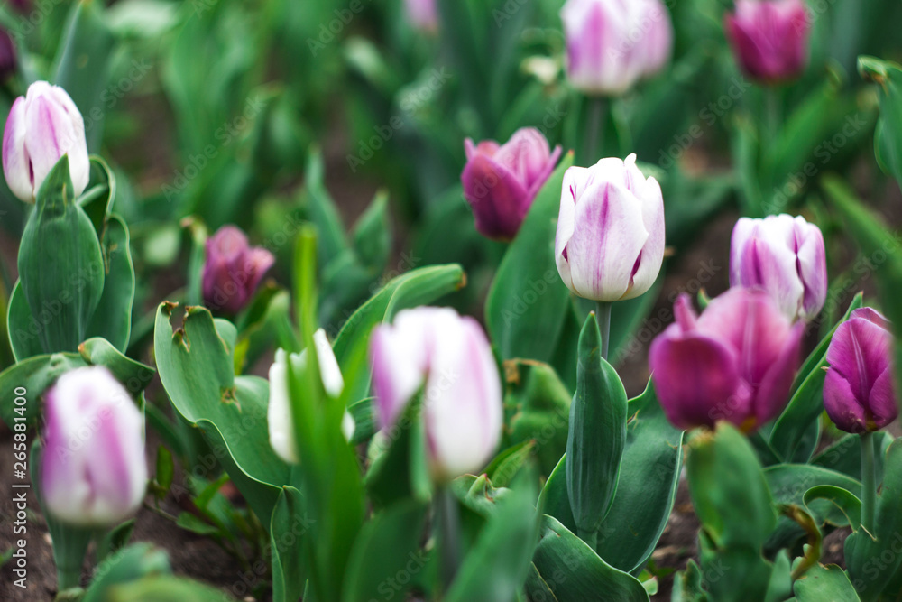 Fototapeta premium Tulip meadow