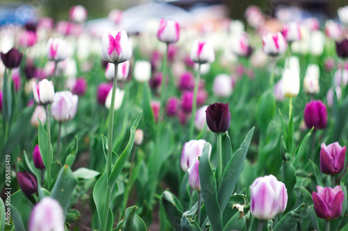 Tulip meadow