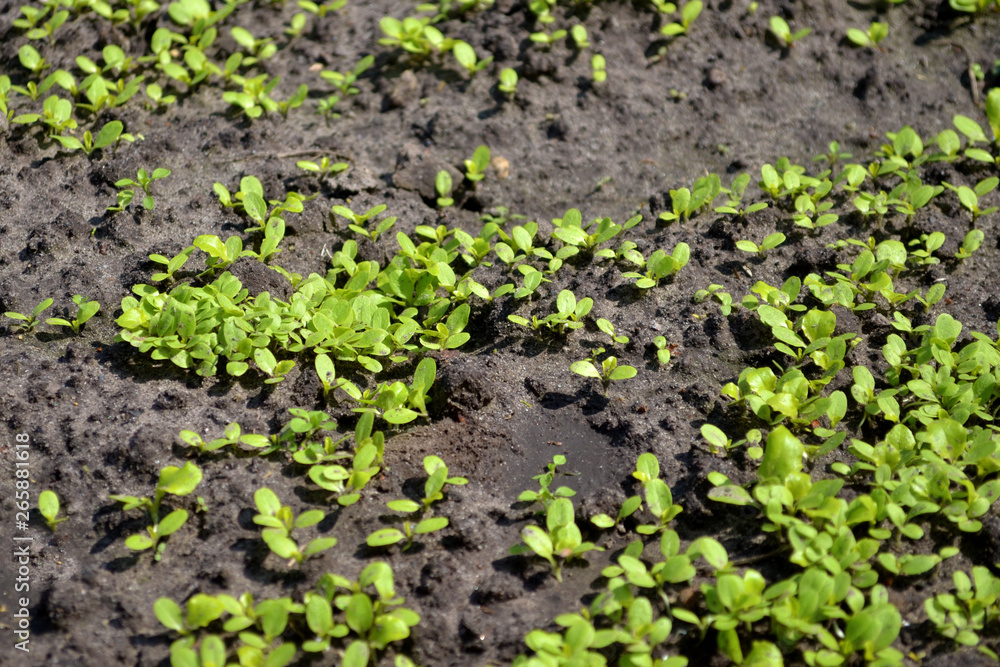 Young sprouts of lettuce in the garden on the sunshine Young sprouts of lettuce in the garden on the sunshine