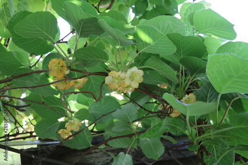 Kiwi flowers in spring, Germany photo