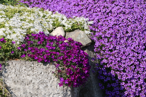 Steingarten im Frühling, blühende Polsterpflanzen