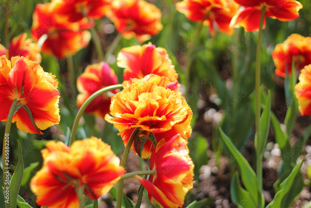 beautiful colorful tulips. Spring flowers. beautiful colorful tulips. Spring flowers.