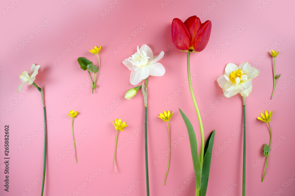 Fototapeta premium Decoration of Women's Day or Mother's Day. Frame of red tulips, narcissus, hyacinths and flowers muscari on white background with space for text.