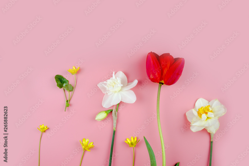 Naklejka premium Decoration of Women's Day or Mother's Day. Frame of red tulips, narcissus, hyacinths and flowers muscari on white background with space for text.