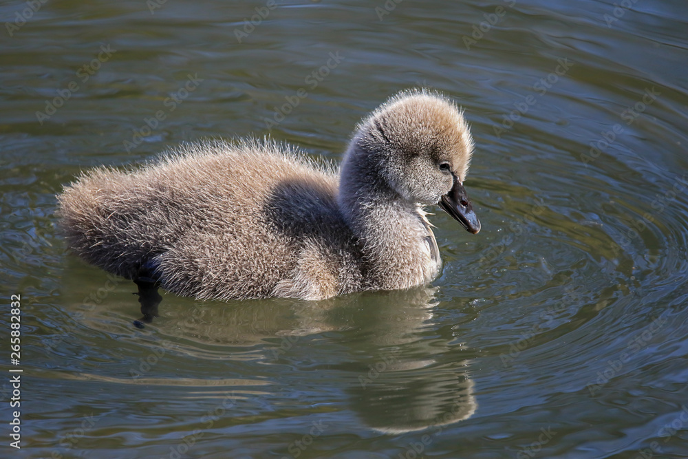 swan chick