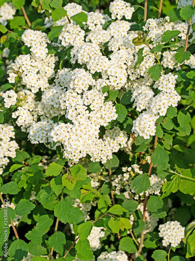 Blühender Spierstrauch, Spiraea, Brautspiere Blühender Spierstrauch, Spiraea, Brautspiere