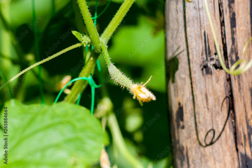 Naklejka premium Growth and blooming of greenhouse cucumbers, growing organic food. Cucumbers on branch in greenhouse, yellow flowers on curling fluffy beautiful bush