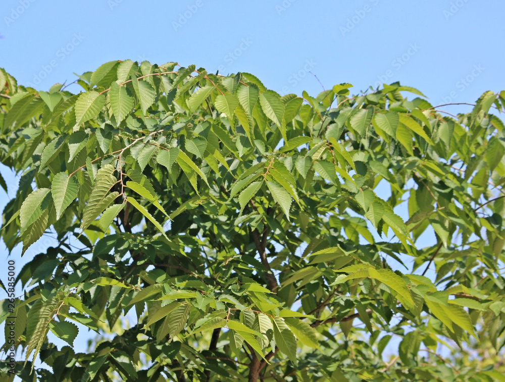 느티나무 잎