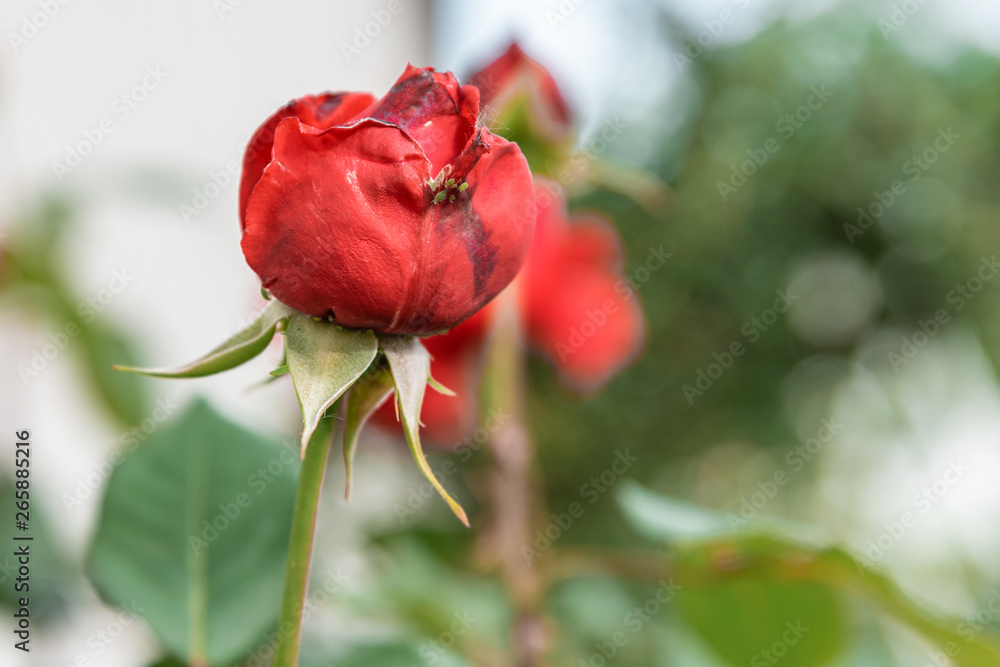Fototapeta premium beautiful red and yellow roses in the garden