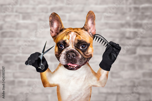 funny dog ginger french bulldog barber groomer hold scissors and comb. Man on white brick wall background © vika33