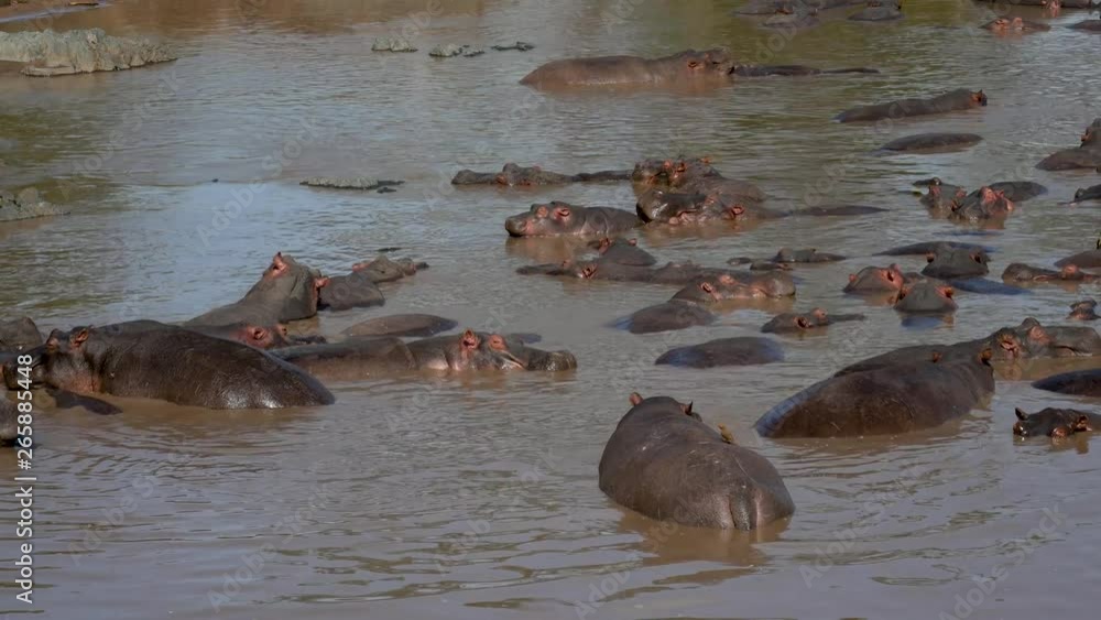 Panorama Rookery Big Herd Of Hippos In The African Mara River With Brown Water Panorama Rookery Big Herd Of Hippos In The African Mara River With Brown Water